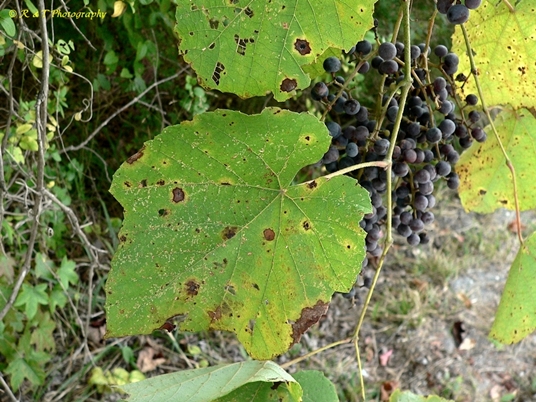 {Vitis vulpina}